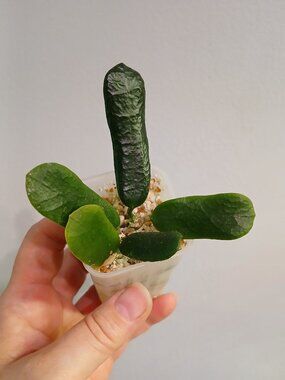 Hoya Roundiflora